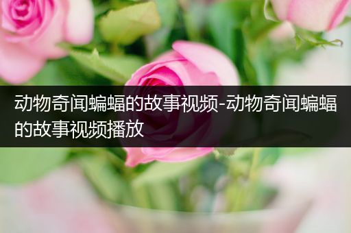 动物奇闻蝙蝠的故事视频-动物奇闻蝙蝠的故事视频播放