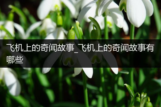 飞机上的奇闻故事_飞机上的奇闻故事有哪些