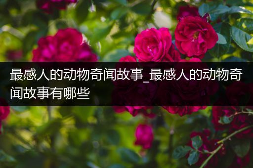 最感人的动物奇闻故事_最感人的动物奇闻故事有哪些