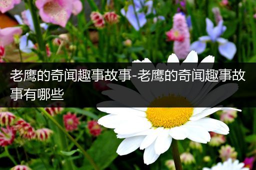 老鹰的奇闻趣事故事-老鹰的奇闻趣事故事有哪些