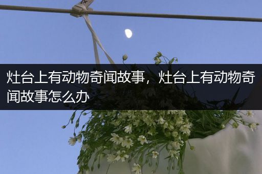 灶台上有动物奇闻故事，灶台上有动物奇闻故事怎么办