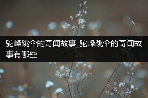 驼峰跳伞的奇闻故事_驼峰跳伞的奇闻故事有哪些