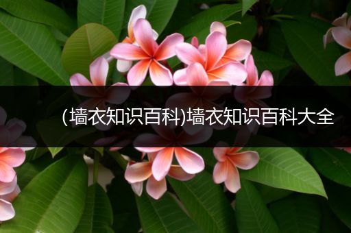 （墙衣知识百科)墙衣知识百科大全