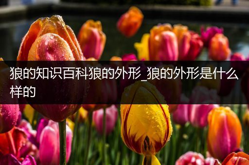 狼的知识百科狼的外形_狼的外形是什么样的