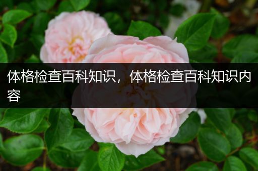 体格检查百科知识，体格检查百科知识内容