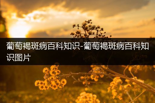 葡萄褐斑病百科知识-葡萄褐斑病百科知识图片