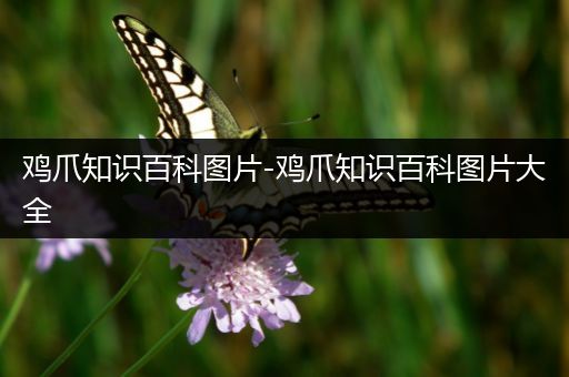 鸡爪知识百科图片-鸡爪知识百科图片大全
