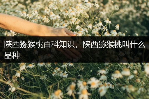 陕西猕猴桃百科知识，陕西猕猴桃叫什么品种