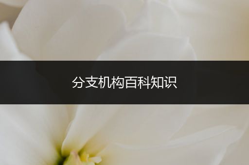 分支机构百科知识