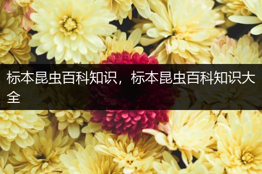 标本昆虫百科知识，标本昆虫百科知识大全