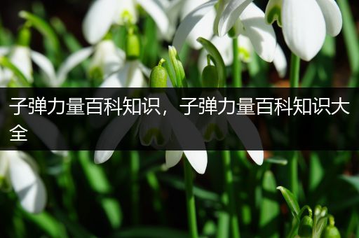 子弹力量百科知识，子弹力量百科知识大全
