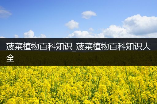 菠菜植物百科知识_菠菜植物百科知识大全