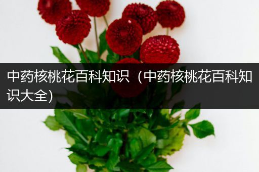 中药核桃花百科知识（中药核桃花百科知识大全）