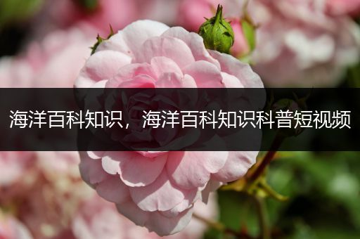 海洋百科知识，海洋百科知识科普短视频