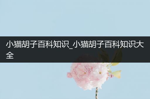小猫胡子百科知识_小猫胡子百科知识大全