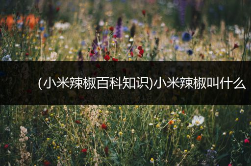 （小米辣椒百科知识)小米辣椒叫什么