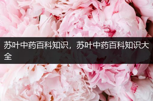苏叶中药百科知识，苏叶中药百科知识大全