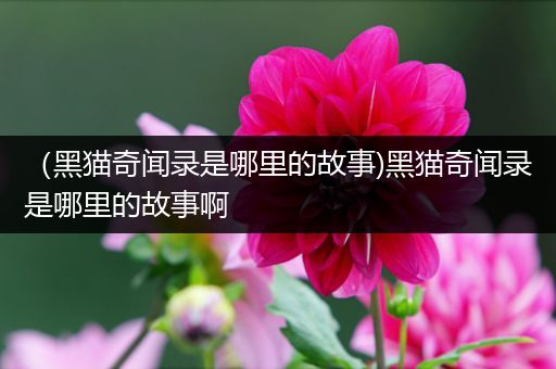 （黑猫奇闻录是哪里的故事)黑猫奇闻录是哪里的故事啊