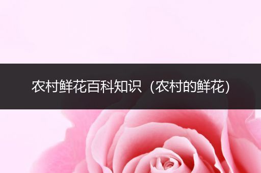 农村鲜花百科知识（农村的鲜花）