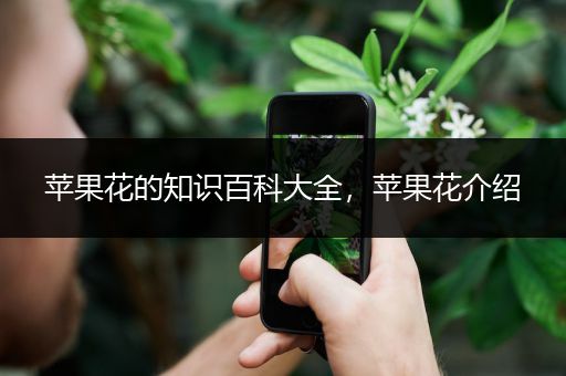 苹果花的知识百科大全，苹果花介绍