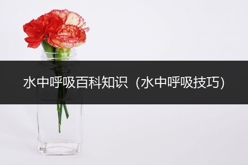 水中呼吸百科知识（水中呼吸技巧）