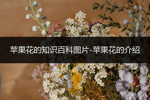 苹果花的知识百科图片-苹果花的介绍