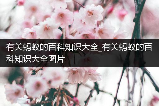 有关蚂蚁的百科知识大全_有关蚂蚁的百科知识大全图片