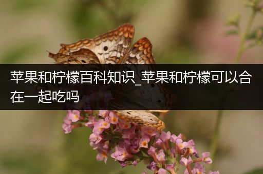 苹果和柠檬百科知识_苹果和柠檬可以合在一起吃吗