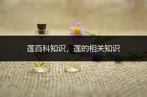 莲百科知识，莲的相关知识