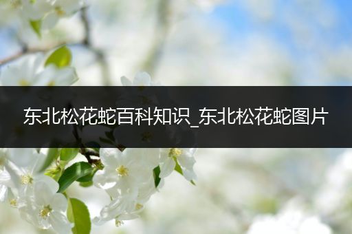 东北松花蛇百科知识_东北松花蛇图片