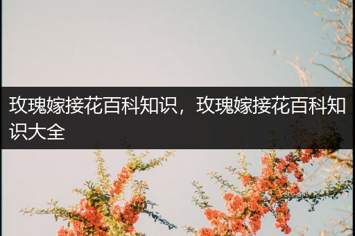 玫瑰嫁接花百科知识，玫瑰嫁接花百科知识大全