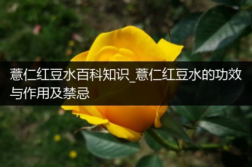 薏仁红豆水百科知识_薏仁红豆水的功效与作用及禁忌