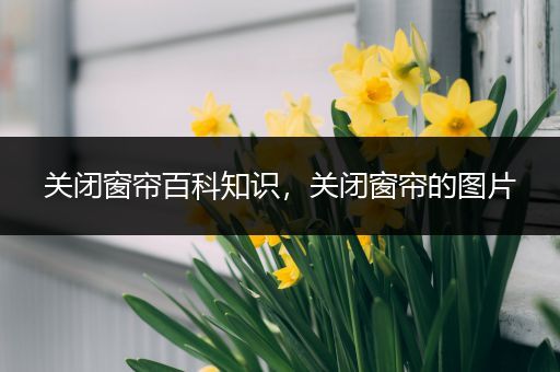 关闭窗帘百科知识，关闭窗帘的图片