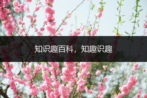 知识趣百科，知趣识趣