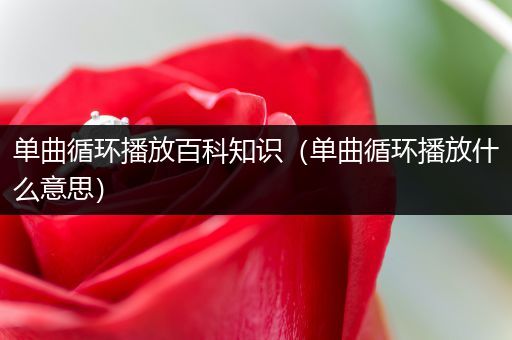 单曲循环播放百科知识（单曲循环播放什么意思）