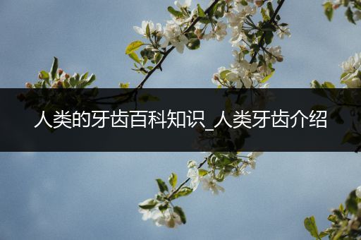 人类的牙齿百科知识_人类牙齿介绍