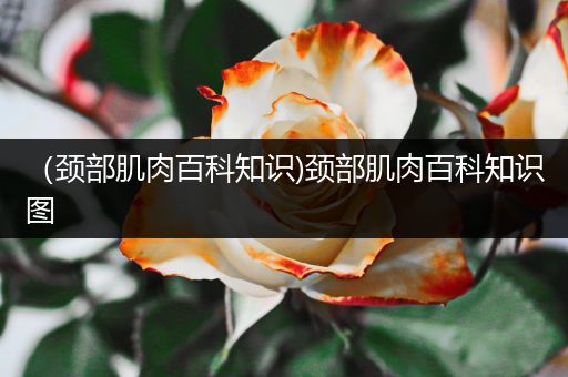 （颈部肌肉百科知识)颈部肌肉百科知识图