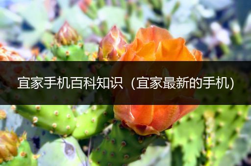 宜家手机百科知识（宜家最新的手机）