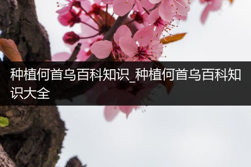 种植何首乌百科知识_种植何首乌百科知识大全