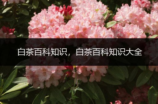 白茶百科知识，白茶百科知识大全