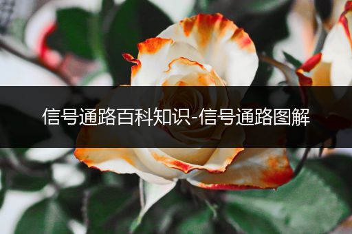 信号通路百科知识-信号通路图解