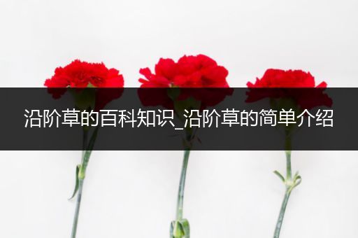 沿阶草的百科知识_沿阶草的简单介绍