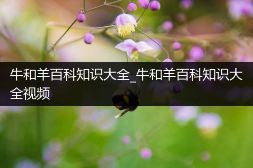 牛和羊百科知识大全_牛和羊百科知识大全视频