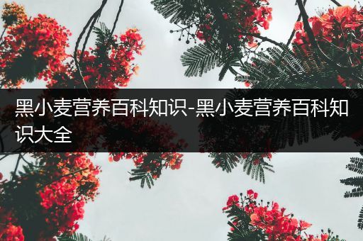 黑小麦营养百科知识-黑小麦营养百科知识大全