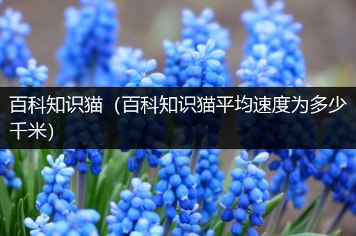 百科知识猫（百科知识猫平均速度为多少千米）
