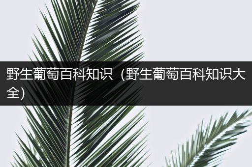 野生葡萄百科知识（野生葡萄百科知识大全）