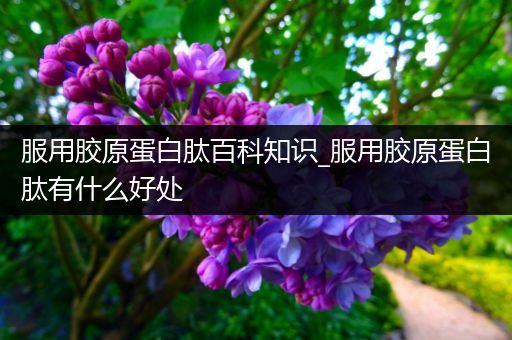 服用胶原蛋白肽百科知识_服用胶原蛋白肽有什么好处