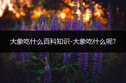 大象吃什么百科知识-大象吃什么呢?