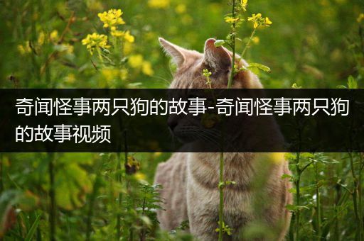 奇闻怪事两只狗的故事-奇闻怪事两只狗的故事视频