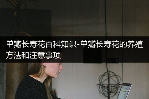 单瓣长寿花百科知识-单瓣长寿花的养殖方法和注意事项